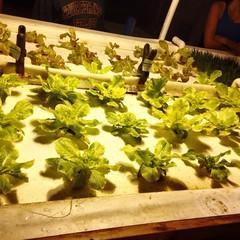 Growing Lettuce In Aquaponic System